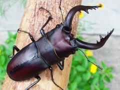 img_20100212T004735234 img_20100212T004735234