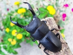 img_20100217T013122261 img_20100217T013122261