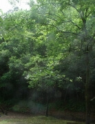 クヌギ1 クヌギ1