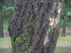 クヌギ2 クヌギ2