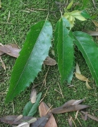 クヌギ3 クヌギ3