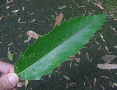 クヌギ4 クヌギ4