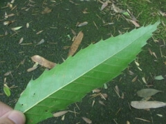 クヌギ5 クヌギ5