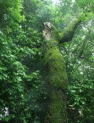 クヌギ6 クヌギ6