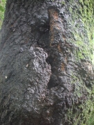 クヌギ7 クヌギ7