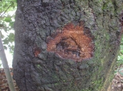 クヌギ8 クヌギ8