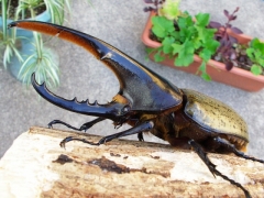 ヘラヘラ ヘラヘラ