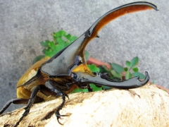 リッキー リッキー