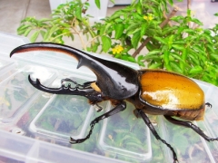 エクアト エクアト