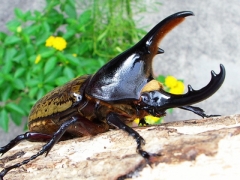 レイディ レイディ