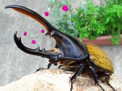 モリシマイ モリシマイ