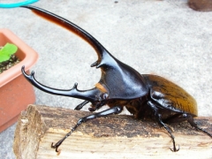 セプテン セプテン