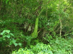 画像003 094 画像003 094