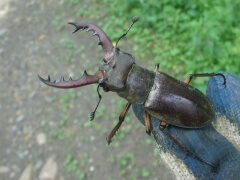 画像003 097 画像003 097