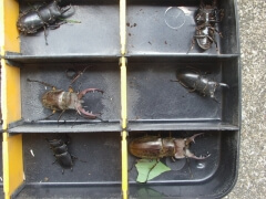 画像003 110 画像003 110