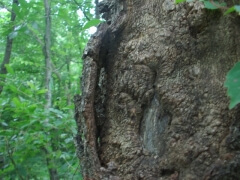 画像003 135 画像003 135