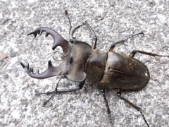 画像003 126 画像003 126