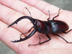 画像003 003 画像003 003