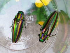 画像003 049 画像003 049