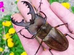 img_20100401T040306750 img_20100401T040306750