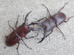 月夜野オキナワノコa 月夜野オキナワノコa