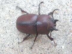 月夜野オキナワノコc 月夜野オキナワノコc