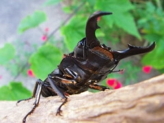 オキナワヒラタ1 オキナワヒラタ1