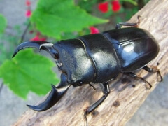 オキナワヒラタ3 オキナワヒラタ3