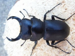 ヒメオオ1 ヒメオオ1