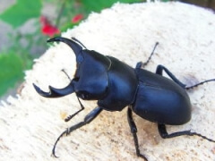 ヒメオオ3 ヒメオオ3