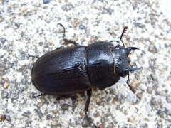 img_20080804T170712312 img_20080804T170712312