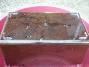 アマミノコギリ1 アマミノコギリ1