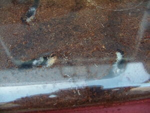 アマミノコギリ2 アマミノコギリ2