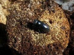 アカアシ3 アカアシ3