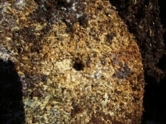 アカアシ2 アカアシ2