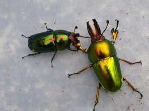 アウラタキンイロクワガタ