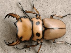 メンガタクワガタ　メリー