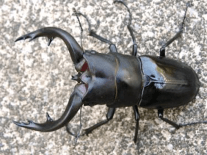 アマミノコギリクワガタ