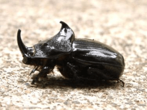 ウッドラークパプアマルカブト