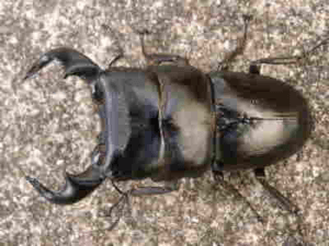 ダイオウヒラタクワガタ