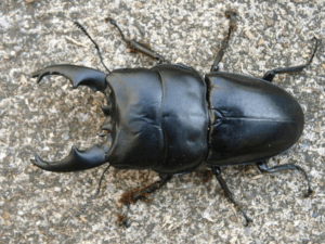 アルキデスヒラタクワガタ