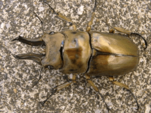 ローゼンベルグ（オウゴンオニクワガタ）