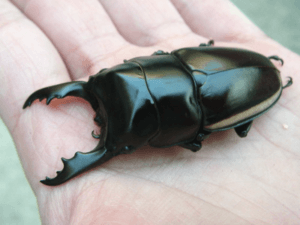 ウォーレスノコギリクワガタ