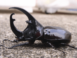 ケンタウルスオオカブト