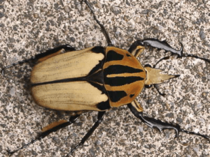 オーベルチュールオオツノカナブン