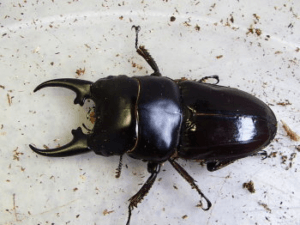 ヒペリオンヒラタクワガタ