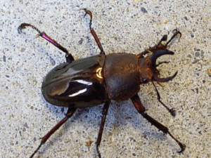 ドウイロクワガタ