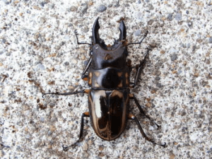 ゼブラノコギリクワガタ