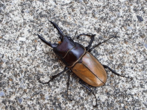 トラグルスノコギリクワガタ