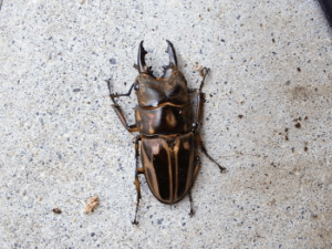 ゼブラノコギリクワガタ